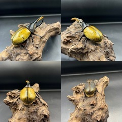 【新成虫トリオ♂♀♀】 DHモリシマイ♂116mm♀57mm♀単60mm ※送料事前連絡にて変更可 ※直接受け渡しに変更可の画像