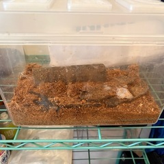 オオクワ　ギラファ　タランドゥスの画像