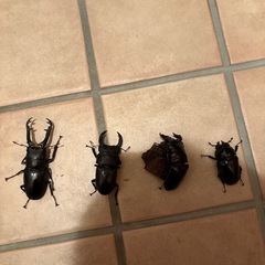 オオクワ　ギラファ　タランドゥスの画像