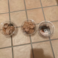 オオクワ　ギラファ　タランドゥスの画像