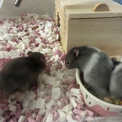 10/7生まれのハムスターの赤ちゃん