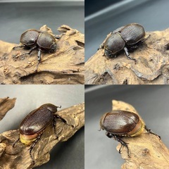 【新成虫トリオ♂♀♀】 DHモリシマイ♂116mm♀57mm♀単60mm ※送料事前連絡にて変更可 ※直接受け渡しに変更可の画像