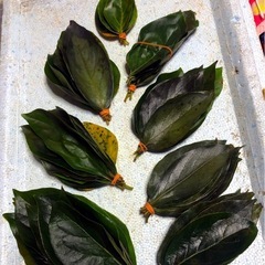 ＊メダカに🍂柿の葉🍃抗菌効果.越冬準備に【35枚+α 】No③の画像