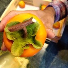 山梨県産百目柿の画像