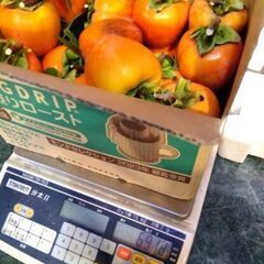 山梨県産百目柿の画像