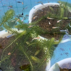 来週以降に延期となりました 秦野市内 メダカ屋外出店開催 １匹200円〜の画像