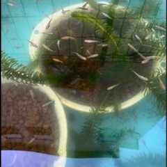 来週以降に延期となりました 秦野市内 メダカ屋外出店開催 １匹200円〜の画像