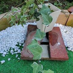 斑入りのアイビーの画像