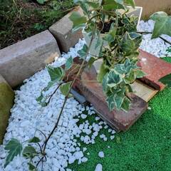 斑入りのアイビーの画像