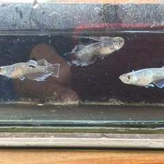 めだか　ミッドナイトフリル体外光　逆トリオの画像