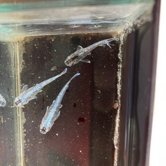 めだか　ミッドナイトフリル体外光　逆トリオの画像