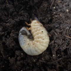 カブトムシ幼虫の画像