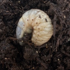 カブトムシ幼虫の画像