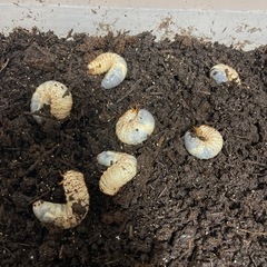 カブトムシ幼虫の画像