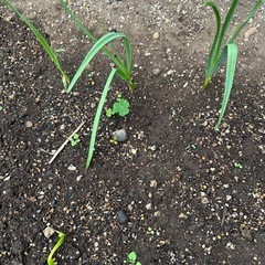 島ニンニク　球根　5球の画像