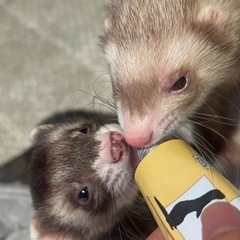 フェレット2匹
