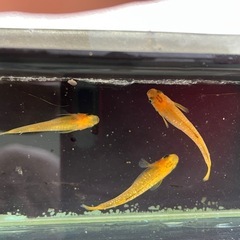 めだか　来光カガミ鱗　トリオの画像