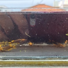 めだか　五式TYPE-R 4ペアの画像