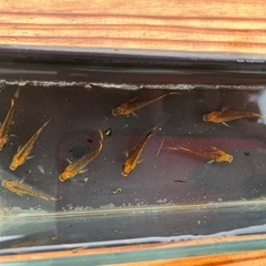 めだか　五式TYPE-R 4ペアの画像