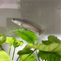 ドワーフスネークヘッド
の画像