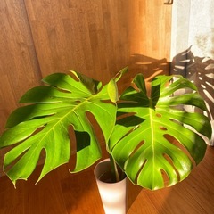 ◇モンステラ 大きな葉 約40cm / 発根済の画像