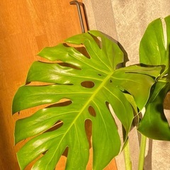◇モンステラ 大きな葉 約40cm / 発根済の画像