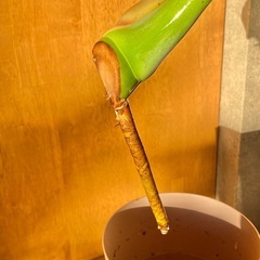 ◇モンステラ 大きな葉 約40cm / 発根済の画像