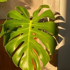 ◇モンステラ 大きな葉 約40cm / 発根済の画像