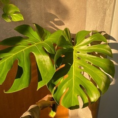 ◇モンステラ 大きな葉 約40cm / 発根済の画像