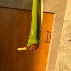 ◇モンステラ 大きな葉 約40cm / 発根済の画像