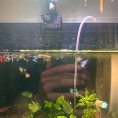 グッピーの画像