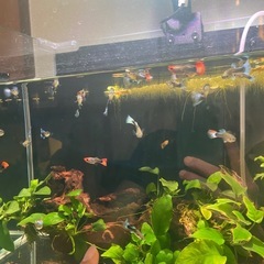 グッピーの画像