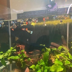 グッピーの画像