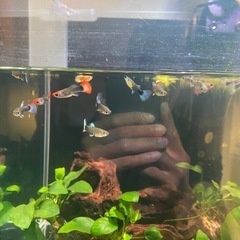 グッピーの画像