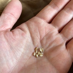 R7年元気つくし 農家直送の新米の画像