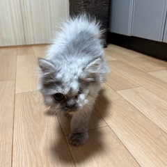 【里親募集中】ペルシャ　チンチラシルバー　男の子　
