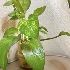 ◆斑入り ポトスゴールデン まとめ売りの画像