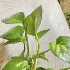 ◆斑入り ポトスゴールデン まとめ売りの画像