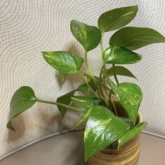 ◆斑入り ポトスゴールデン まとめ売りの画像