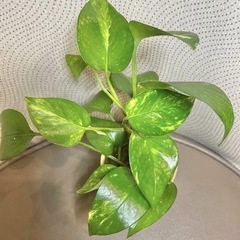 ◆斑入り ポトスゴールデン まとめ売りの画像