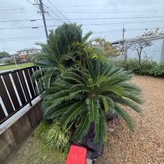 蘇轍(ソテツ)の伐採の画像