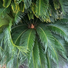 蘇轍(ソテツ)の伐採の画像