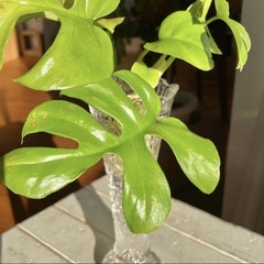 ◇発根済みセット ヒメモンステラ セット/新葉ありの画像