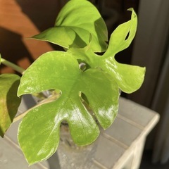 ◇発根済みセット ヒメモンステラ セット/新葉ありの画像