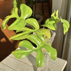 ◇発根済みセット ヒメモンステラ セット/新葉ありの画像