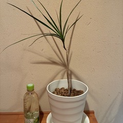 ドラセナ（観葉植物）の画像