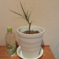 ドラセナ（観葉植物）の画像