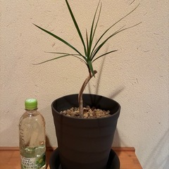 ドラセナ（観葉植物）の画像