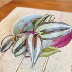 ＊観葉植物　3種セットの画像