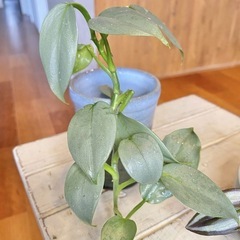 ＊観葉植物　3種セットの画像